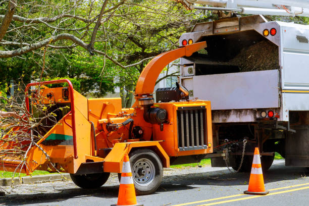 Residential Tree Removal in French Valley, CA